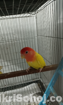 Love Bird